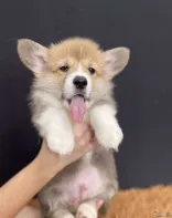 Щенки корги