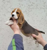 Щенки бигля чистокровные