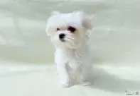 Щенки мальтезе