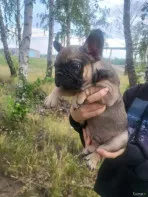 Щенки французского бульдога чистокровные