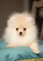 Щенки померанского шпица мальчики и девочки