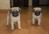 Щенки мопса двух окрасов