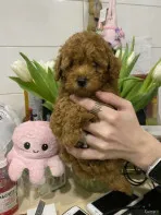 Щенки той пуделя мальчики и девочки