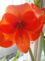 Амариллис Рилона (детка)