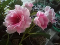 Глоксинии простые и махровая