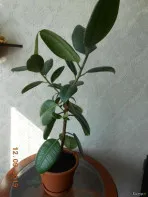 Продаю комнатные растения