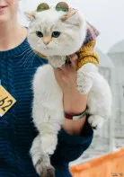 Британский чемпион