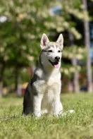 Продам щенков хаски