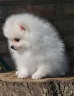 Мальчик померанского шпица