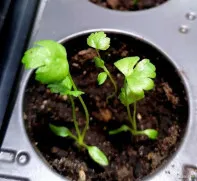Рассада сельдерея, капусты цветной и брокколи
