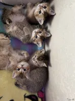 Шотландская золотая шиншилла