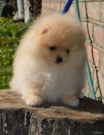 Девочка померанского шпица