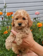 Щеночки Той Пуделя