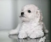 Щеночки Французского Бульдога