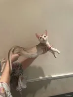 Абиссинские котята Black Silver and Sorel Silver