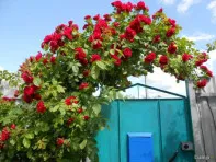 Роза плетистая