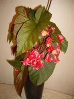 Бегония коралловая