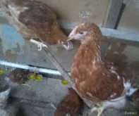 Молодки куры Ломан Браун