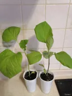 Рассада баклажан