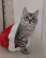 Продам котёнка