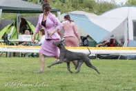 Перспективный щенок тайского риджбека