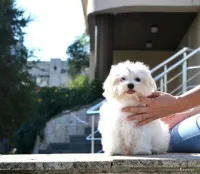 Белоснежная красотка