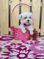 Девочка супер мини КСУ(1,5)