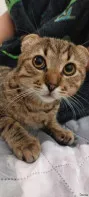 Продам котика