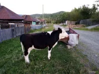 Продам первотелку +телку
