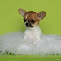 Мини девочка чихуахуа