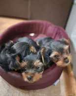 Щеночки йорка