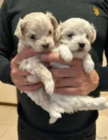 Щеночки мальтийской болонки