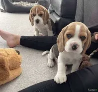 Щеночки бигля