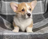 Щеночки Вельш Корги