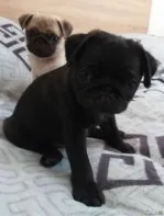 Щеночки Мопса двух окрасов