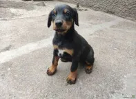 Щенки добермана