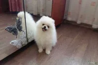 Щеночки померанского шпица