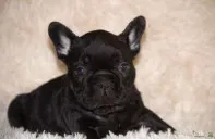 Щенки французского бульдога