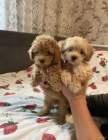 Щеночки пуделя