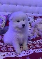 Щенки самоеда