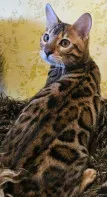ДОМАШНИЕ ЛЕОПАРДЬІ, БЕНГАЛЬСКИЕ КОТЯТА