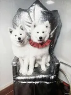 Командные квесты для школьников