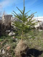 Саженцы ель, сосна