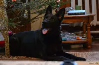 Щенки немецкой овчарки черного окраса