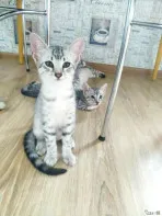 Котята Египетские Мау