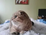 Продам котенка