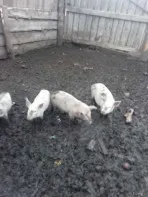Продам поросят