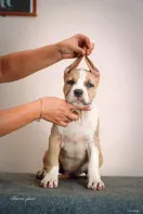 Щенки амстафф