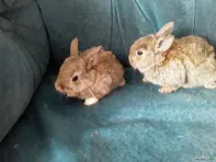 Декоративная девочка и декоративные малыши. Дзержинск