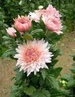 Хризантема кус. 10 сортов